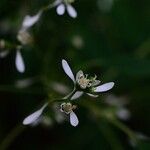 Euphorbia graminea Flor