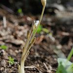 Orobanche uniflora Habit