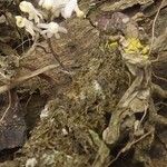 Polystachya saccata Flor