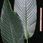 Goeppertia hammelii Leaf