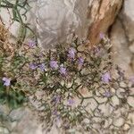 Limonium cordatum Λουλούδι