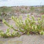 Stachys maritima Облик