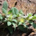 Paronychia polygonifolia Habitus