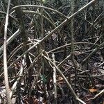 Rhizophora mangle Habitus