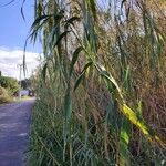 Arundo donax পাতা