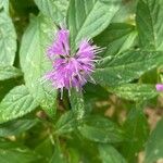 Elsholtzia stauntonii Flor