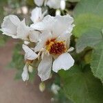 Sparrmannia africana Flower