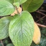 Crantzia cristata Leaf