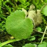 Saxifraga hirsuta Hoja