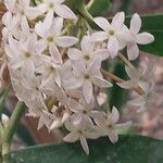 Acokanthera oppositifolia Blomma