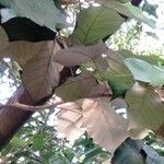 Pterospermum acerifolium Hoja