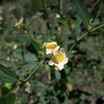 Sida spinosa Λουλούδι