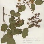 Rubus guentheri Anders