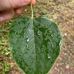 Tilia tuan Hoja