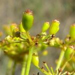 Peucedanum officinale Meyve