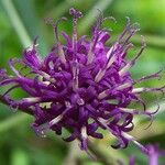 Vernonia gigantea Flower