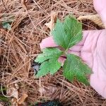 Anemone virginiana Leaf