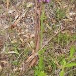 Verbena incompta Habitat