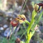 Ophrys speculum പുഷ്പം