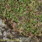 Sedum monregalense Habitat