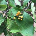 Ehretia amoena Fruit