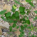 Distemonanthus benthamianus Hábitos