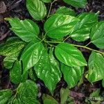 Colubrina asiatica Leaf