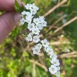 Spiraea thunbergii ফুল