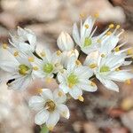 Allium subvillosum Fleur