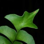 Lindsaea falcata Leaf