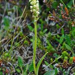 Platanthera hyperborea Floare