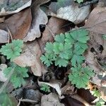 Adoxa moschatellina 葉