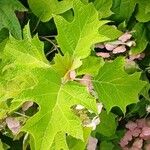 Hydrangea quercifolia Blad