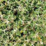 Galenia pubescens Hoja