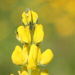 Lupinus luteus Flower