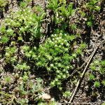 Navarretia leucocephala Habitatea