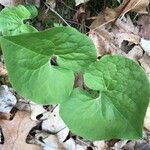 Asarum canadense Liść