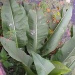 Rumex hydrolapathum Leaf