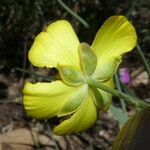 Ranunculus gramineus 花