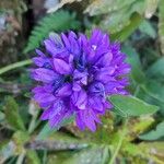 Campanula glomerata Blomst