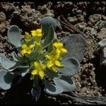 Physaria chambersii Hábito