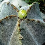 Astrophytum myriostigma Casca