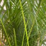 Dypsis lutescens Blad