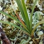 Carex rupestris Лист