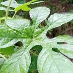 Ipomoea pes-tigridis Leaf