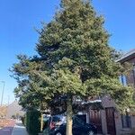 Abies concolor Blad