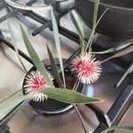 Hakea laurina Feuille