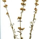 Nepeta nepetella 形態