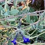 Salvia chamaedryoides Flower