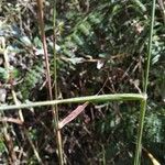 Setaria parviflora Leaf